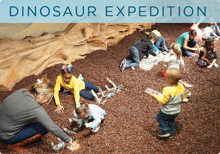 dino dig